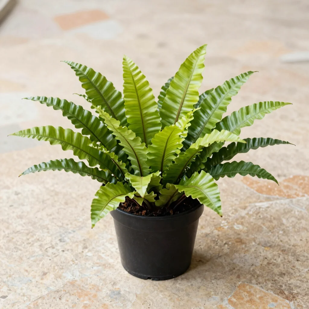 Bird’s Nest Fern